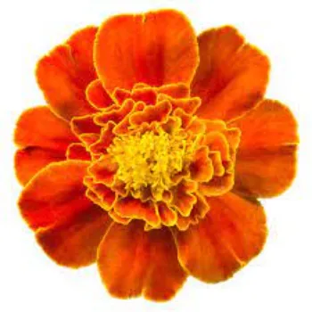 Common Marigold  Flowers
