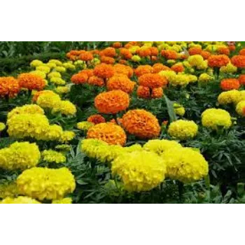 Common Marigold Flowers