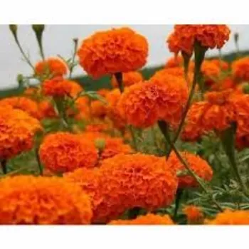 Organic Marigold Flower Exporter