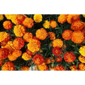 Natural Marigold Flower Exporter