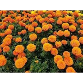 Fresh Marigold  Flowers