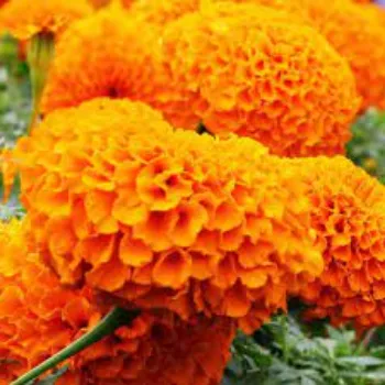 Organic Marigold Flowers