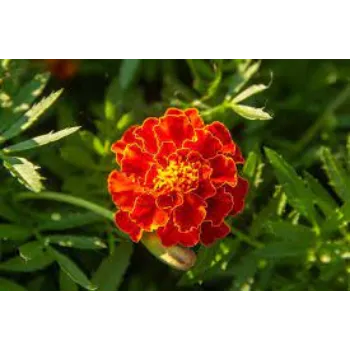 Common Marigold Flowers