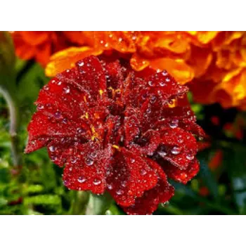 Fresh Marigold Flower Manufacturer