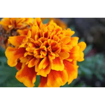 Natural Marigold Flowers