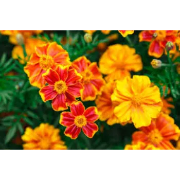 Organic Marigold Flowers Manufacturer
