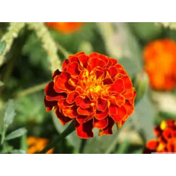 Fresh Marigold Flowers