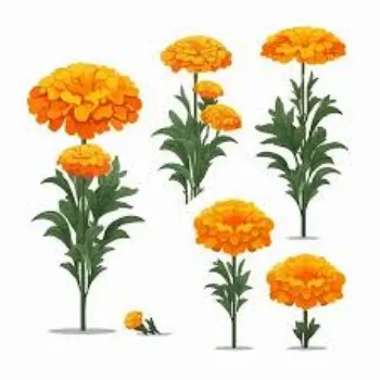 Fresh Marigold Flowers