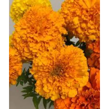 Rare   Marigold Flowers