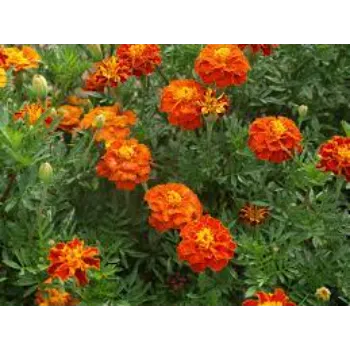 Organic  Marigold Flowers