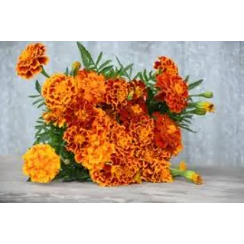 Marigold Flowers