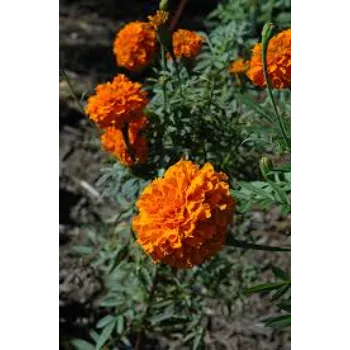 Natural  Marigold Flowers