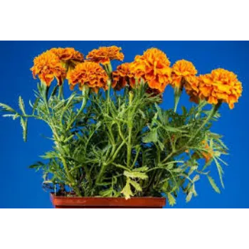 Fresh Marigold Flower