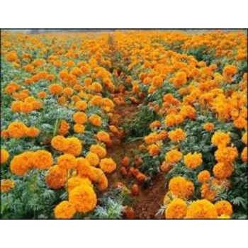 Common Marigold Flower Exporter