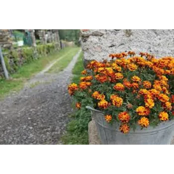 Organic Marigold Flowers Wholesale