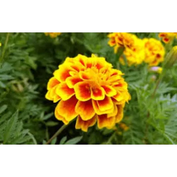 Natural Marigold Flower Manufacturer
