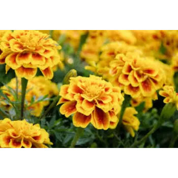 Fresh Marigold Flower Manufacturer
