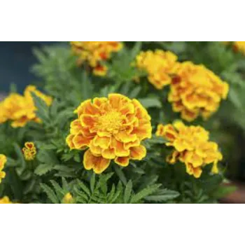 Natural Marigold Flowers Manufacturer