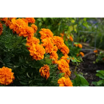 Organic Marigold Flowers Manufacturer