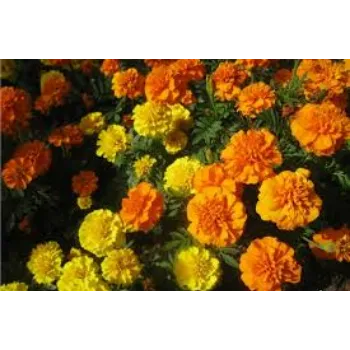 Natural Marigold Flowers Manufacturer