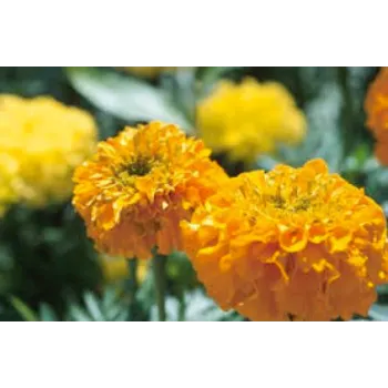 Fresh Marigold Flower Manufacturer