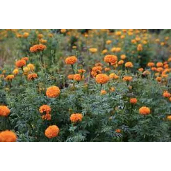 organic Marigold Plant
