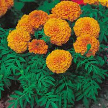 Roshni Agri forestry Marigold Plant