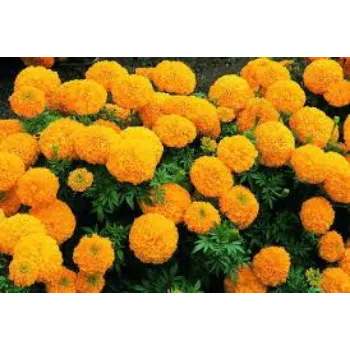 Natura Marigold Plant