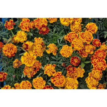 Marigold Plant