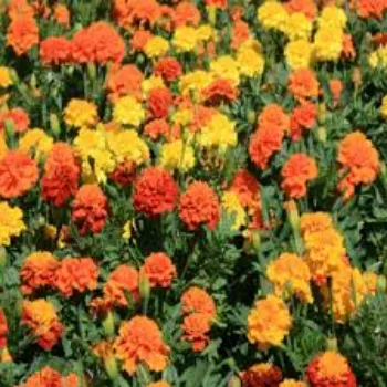 Common Marigold Plant