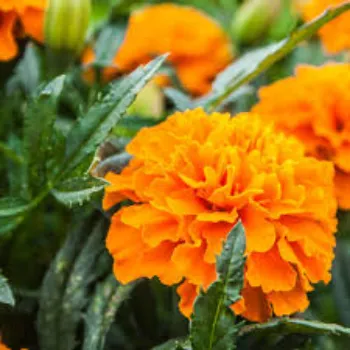 Organic Marigold Plant