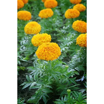 Marigold Plant