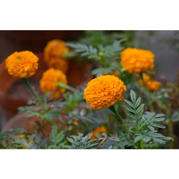Marigold Plant