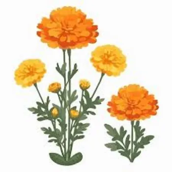 Yellow Marigold Plant