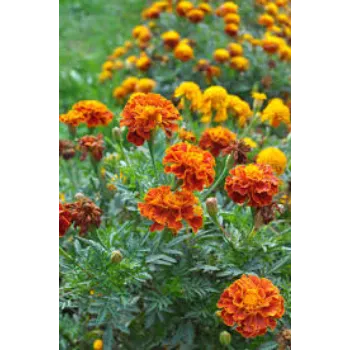 Natural Marigold Plant