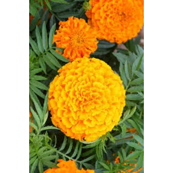 Organic Marigold Plant
