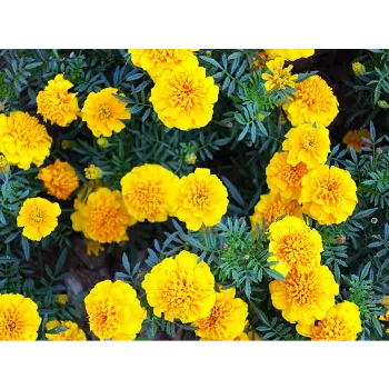 Natural Marigold Plant