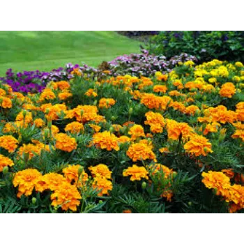 natural Marigold Plant
