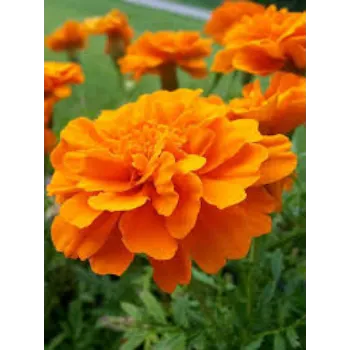  Organic Marigold Plant