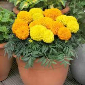 Rare Marigold Plant