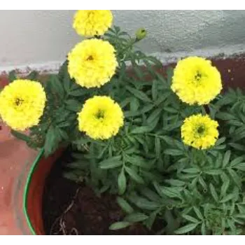 Organic Marigold Plant