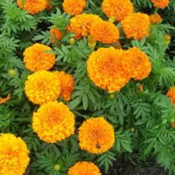 Common Marigold Plant
