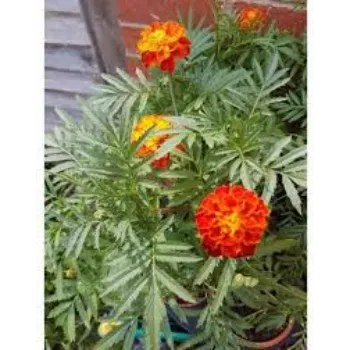 Natural  Marigold Plant