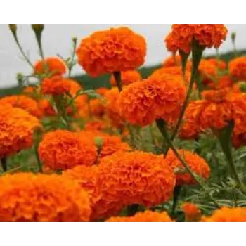 Natural Marigold Plant