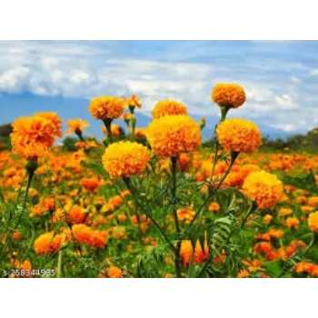  Marigold Plant