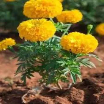 Natural Marigold Plant