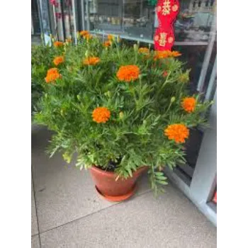 Natural Marigold Plant