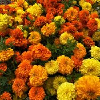 Organic Marigold Plant
