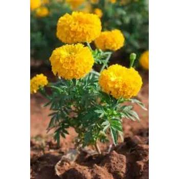 Natural Marigold Plants
