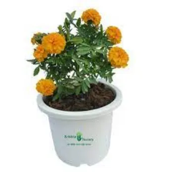 Fresh Marigold Plants